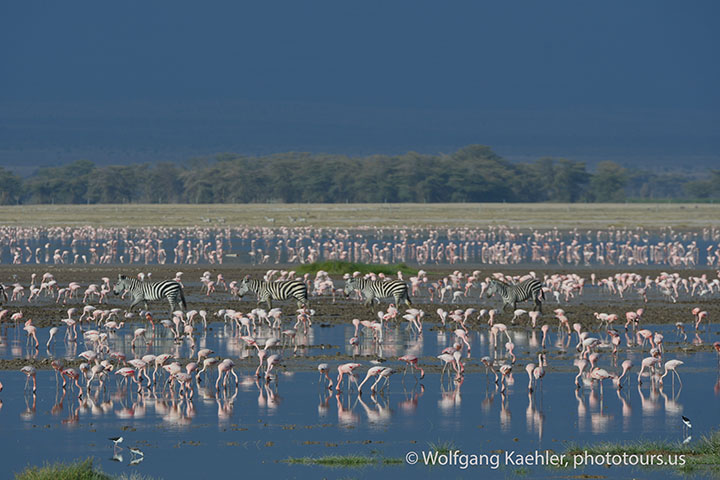 Flamingos and zebras Nikon D500, Lens: VR 80-400mm f/4.5-5.6G, Focal Length: 390mm, Aperture: f/10, Shutter Speed: 1/250s, ISO Sensitivity:ISO 200 